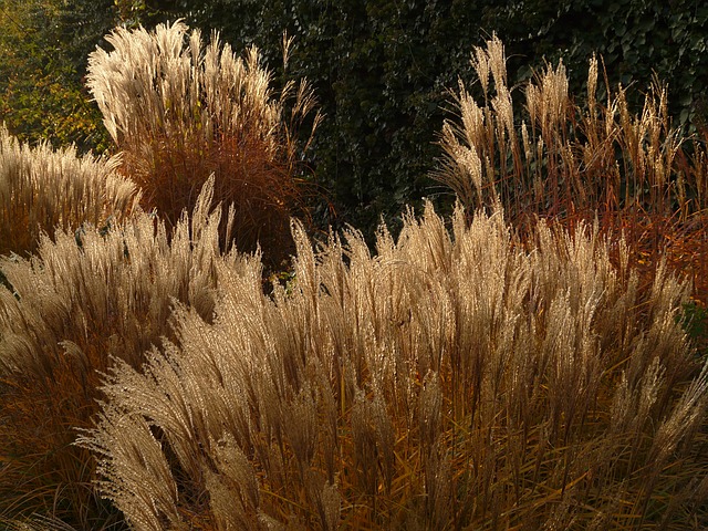 Miscanthus est une plante utilisée pour la fabrication de matériaux composites. Selon ses espèces, les propriétés finales du matériau sont différentes. 