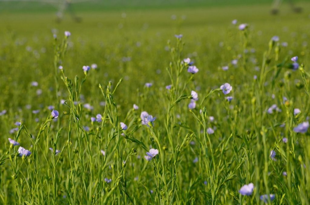 champ de lin, matériaux biosourcés